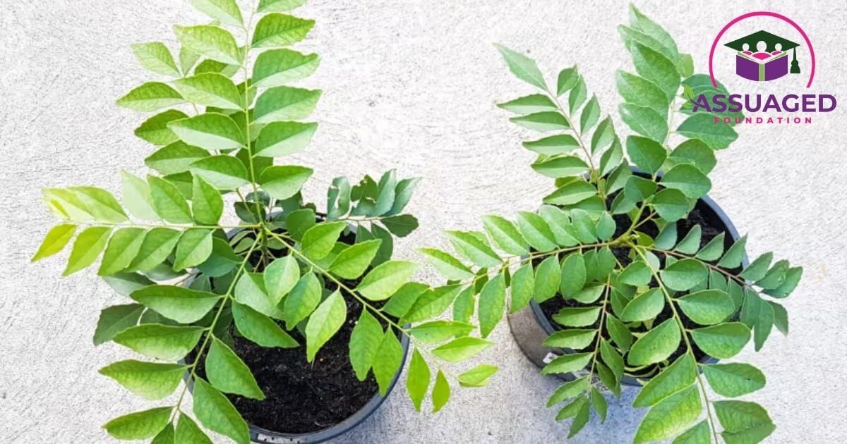curry-leaves--the-ayurvedic-superleaf-for-health,-hair-and-skin 2