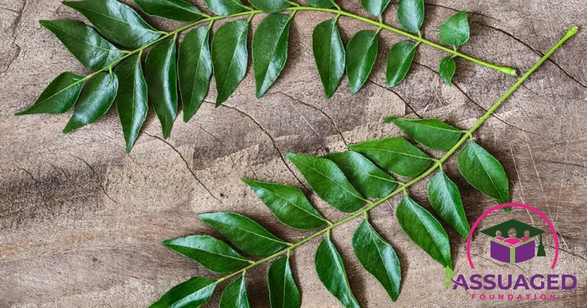 curry-leaves--the-ayurvedic-superleaf-for-health,-hair-and-skin