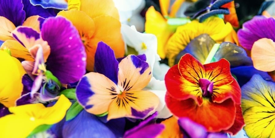 Assuaged-Blog-Edible-Flowers-Pansies-Image