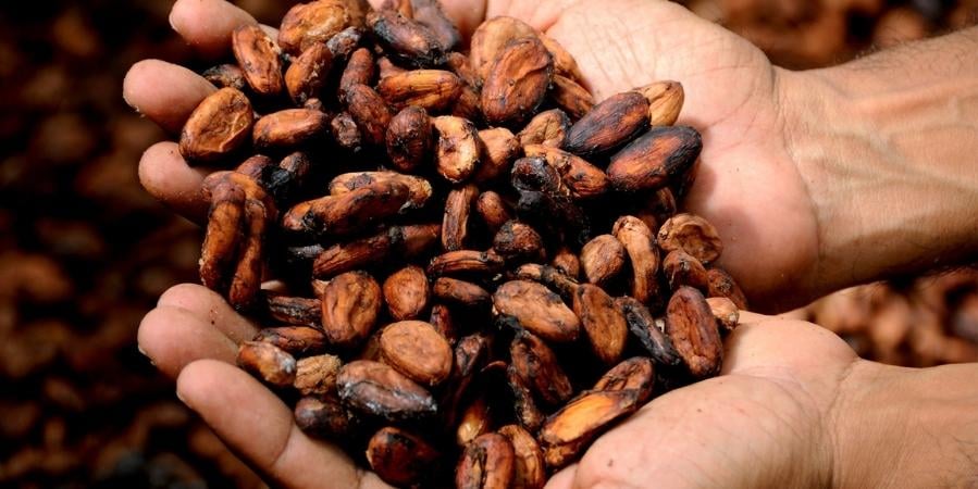 Assuaged-Blog-Whole-Raw-Handful-Cocoa-Beans-Image