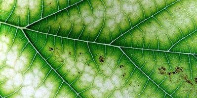 are-there-benefits-to-taking-chlorophyll-supplements