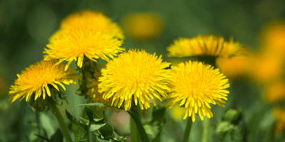 Dandelion