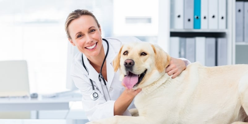 female-canine-dog-pyometra-a-silent-killer 3