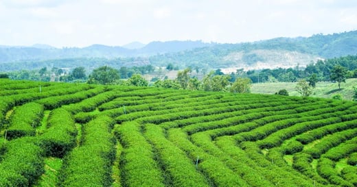 health-benefits-of-green-tea 4