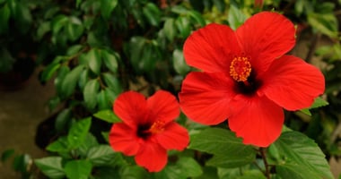 the-health-benefits-of-hibiscus-assuaged