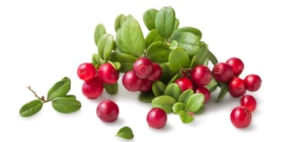 the-health-benefits-of-uva-ursi