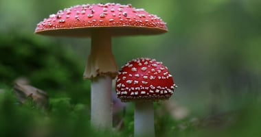 the-psychedelic-comeback-understanding-the-surge-in-media-coverage
