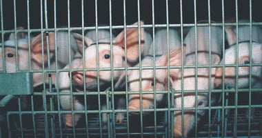 the-truth-behind-the-windowless-walls-of-factory-farms