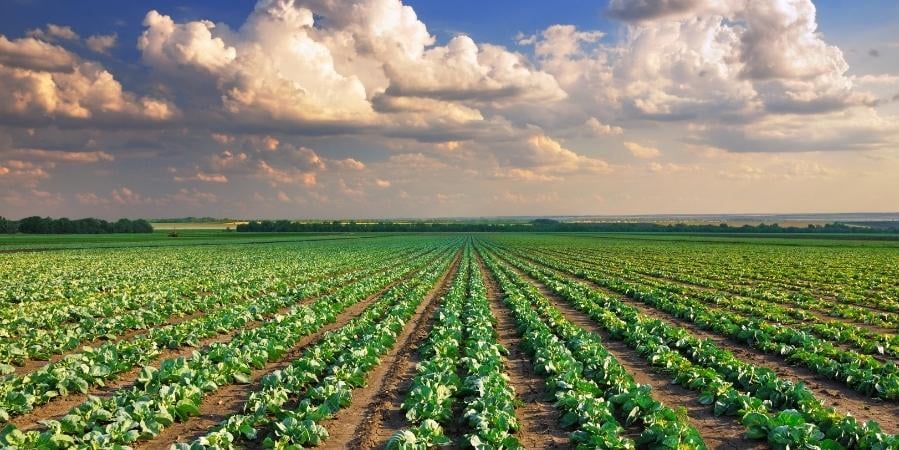 vegetables-beyond-salad-cabbage-and-the-healing-properties-2