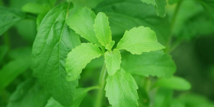 Assuaged-Blog-Sweetener-Source-Natural-Leaf-Image-1