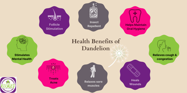 Benefits-of-dandelions (899 × 450 px)-4
