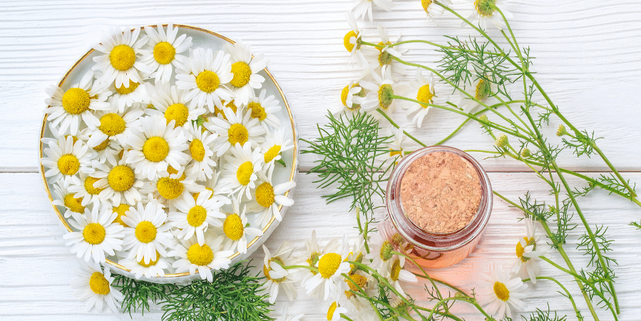 bowl-of-chamomile-flowers