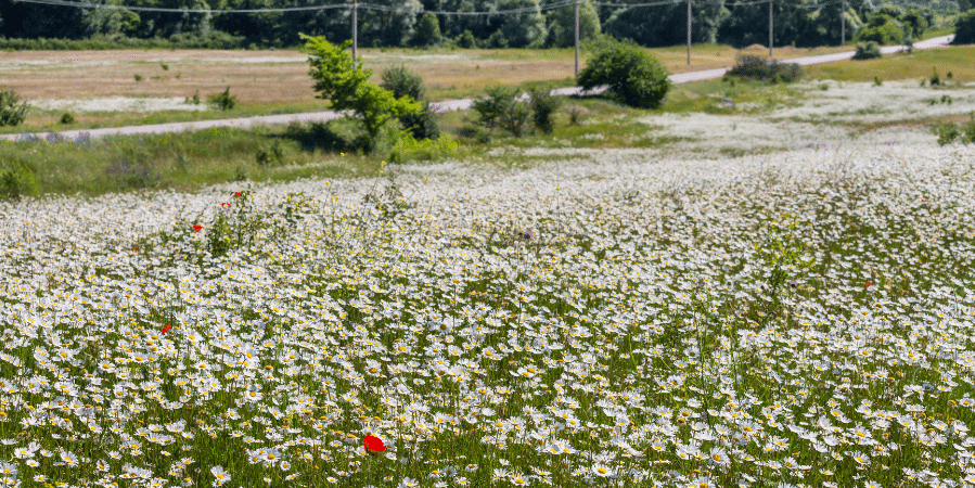field-of-chamomile