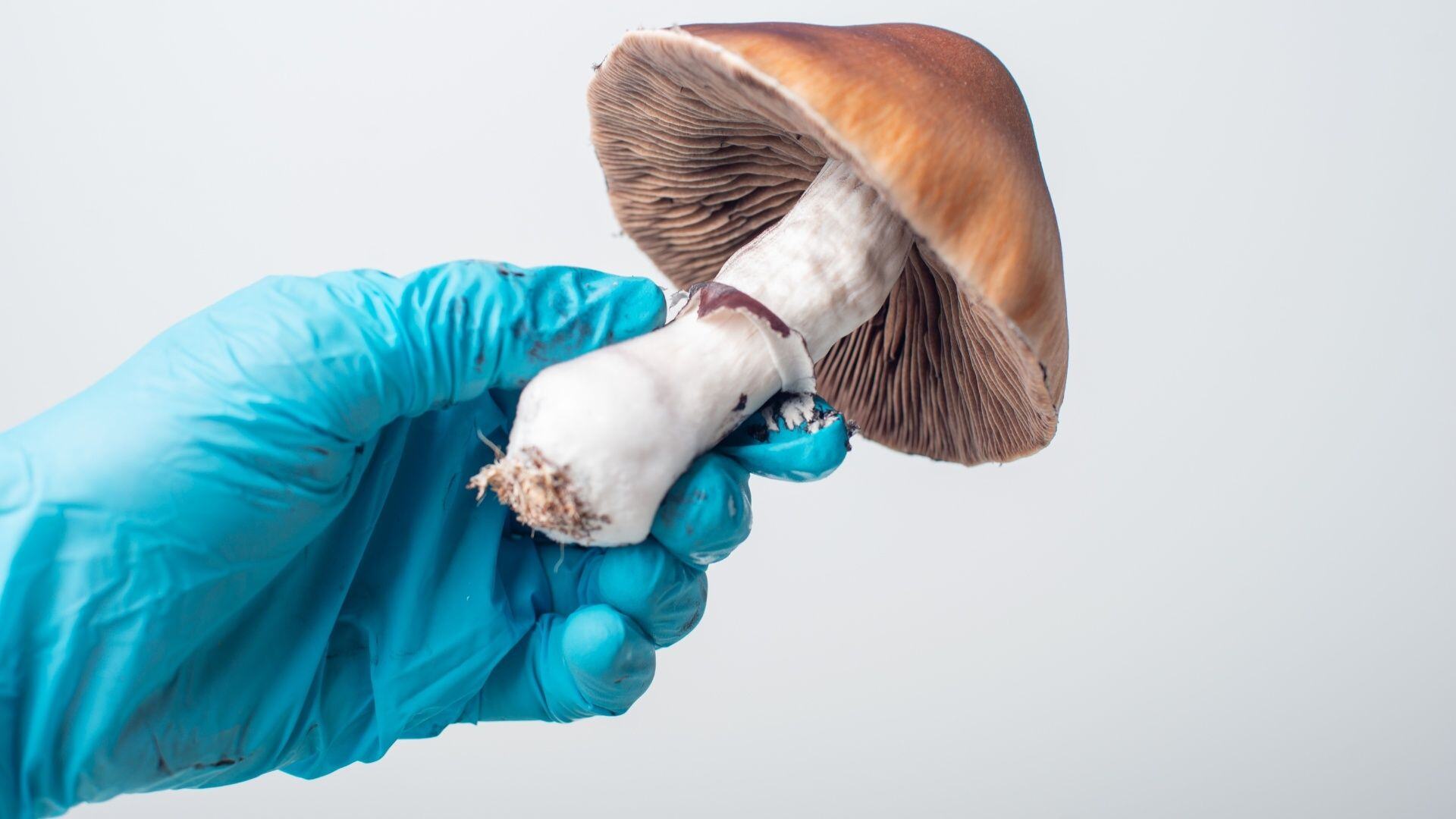 Assuaged-Blog-Psychedelic-Mushrooms-Health-Effects-Image