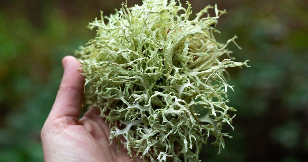 Assuaged-Blog-Sea-Moss-Hand-Holding-Image
