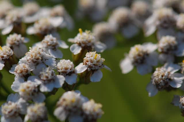 yarrow-flowers-close-up