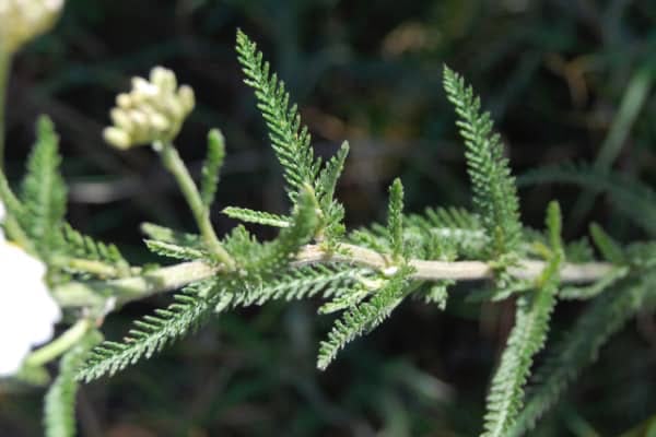 yarrow-stems-and-leaves-close-up