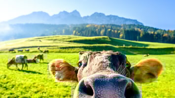 25-vegan-documentaries-to-watch-and-where-to-find-them