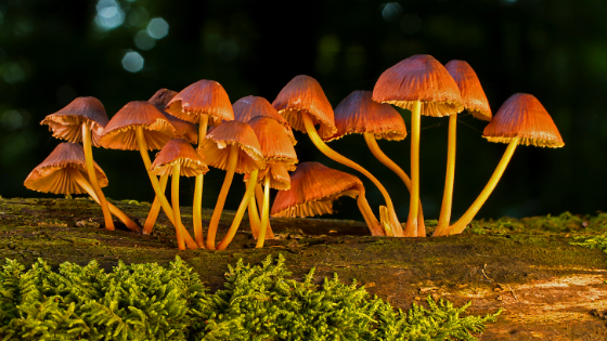 mushroom growing from log with moss spores night time