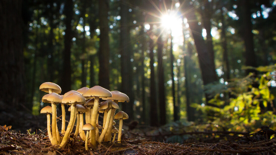 mushrooms in forest with sunlight fungi