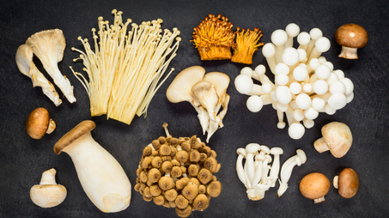 arrangement of different odd species of mushrooms and spores