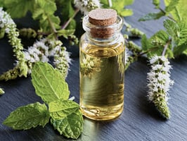 Peppermint and its benefits.