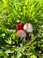 The-Dish-on-Radishes