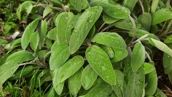 fresh-sage
