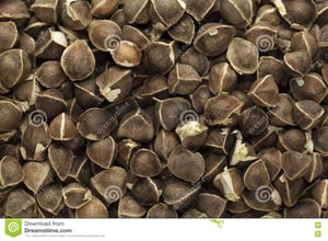 organic-wingless-moringa-moringa-oleifera-seeds-macro-close-up-background-texture-top-view-73904409