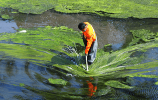 Spirulina and Chlorella Benefits and Uses