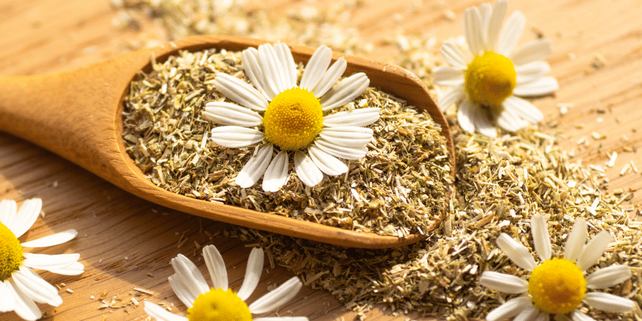 chamomile-dried-in-spoon-with-fresh-flower-on-top