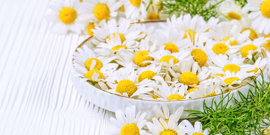 chamomile-flowers-in-bowl