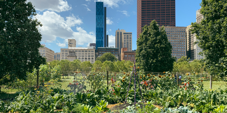 community-garden