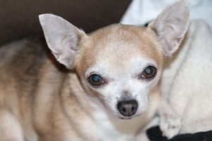 female-canine-dog-pyometra-a-silent-killer
