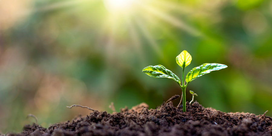 sprout-reaching-towards-the-sun