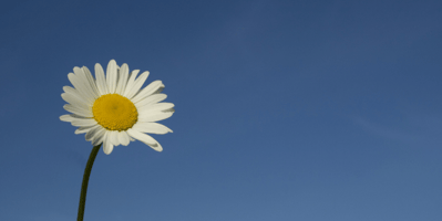 top-10-uses-of-chamomile-some-may-surprise-you