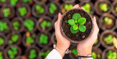 the-horticultural-therapy-run-down