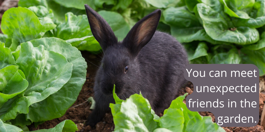 you-can-meet-unexpected-friends-in-the-garden-photo-of-bunny