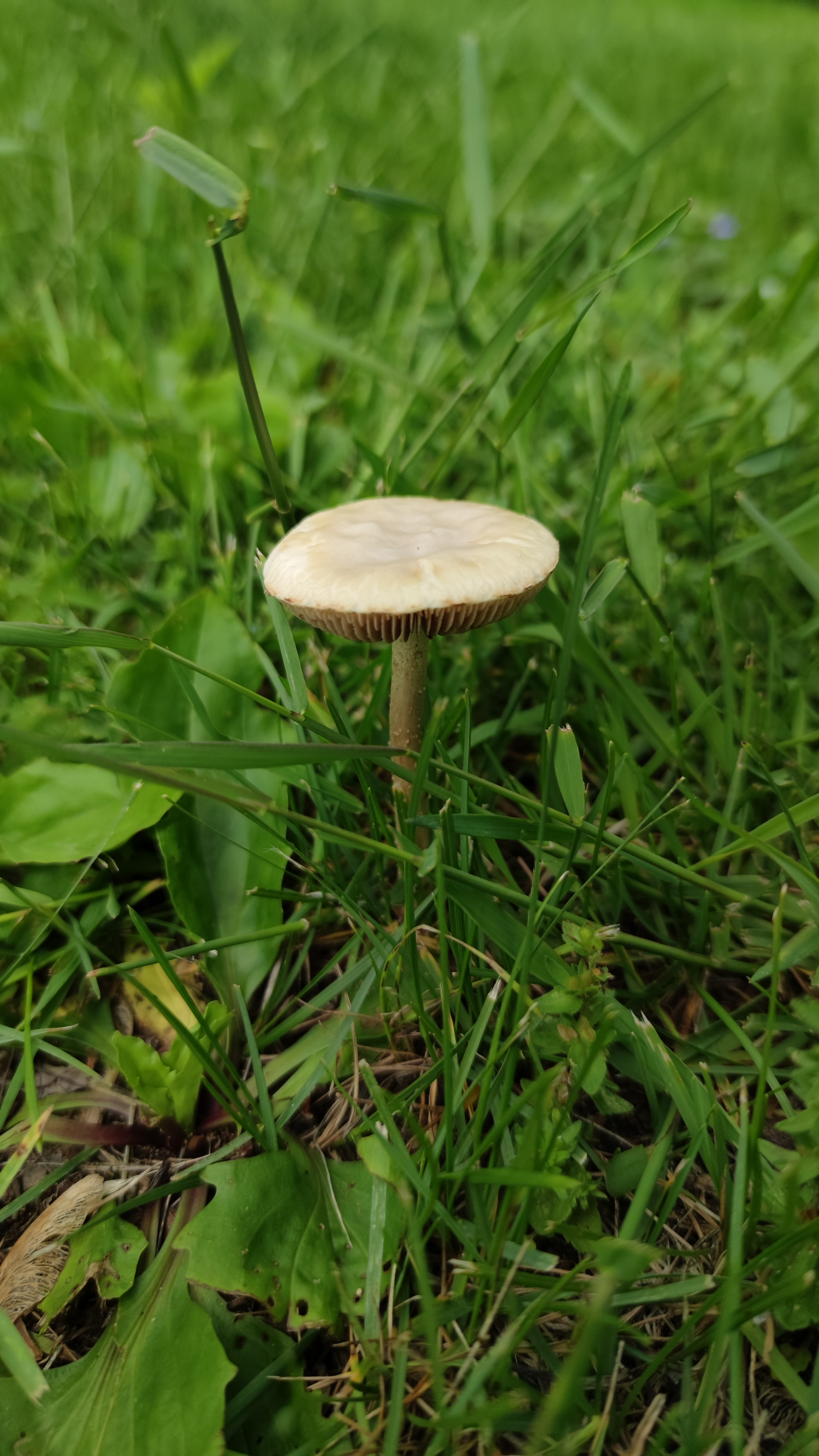 lydia-fox-nature-mushroom-photo