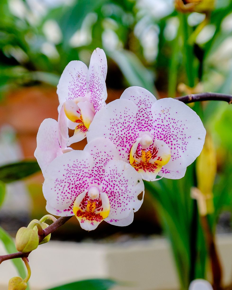 phalaenopsis-orchid-moth-orchid-types-1587739487